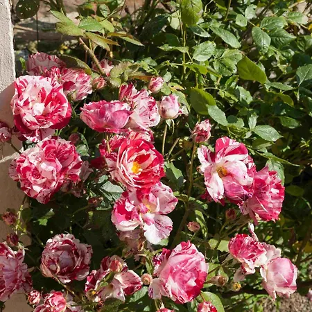 Rouge - 3 Star Ground Floor Mantilly