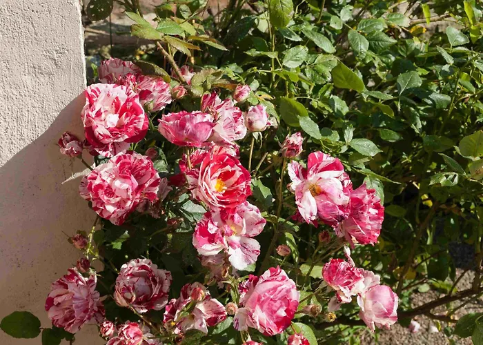 Rouge - 3 Star Ground Floor Mantilly